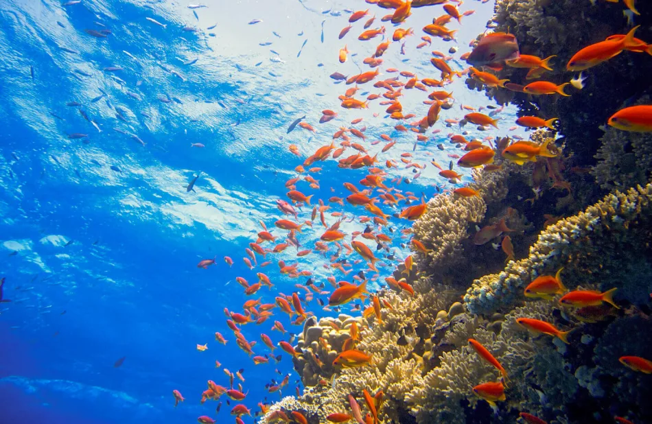 Sharm El Sheikh is home to some fantastic local diving as well as some impressive shipwrecks