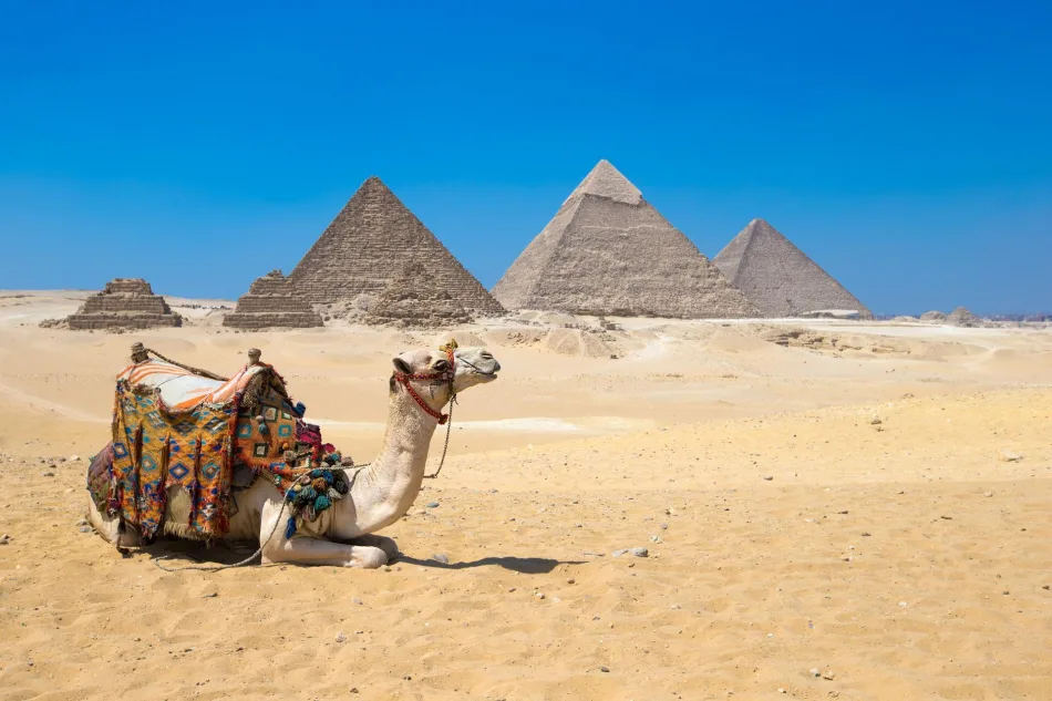 Camel rides in Giza Pyramids