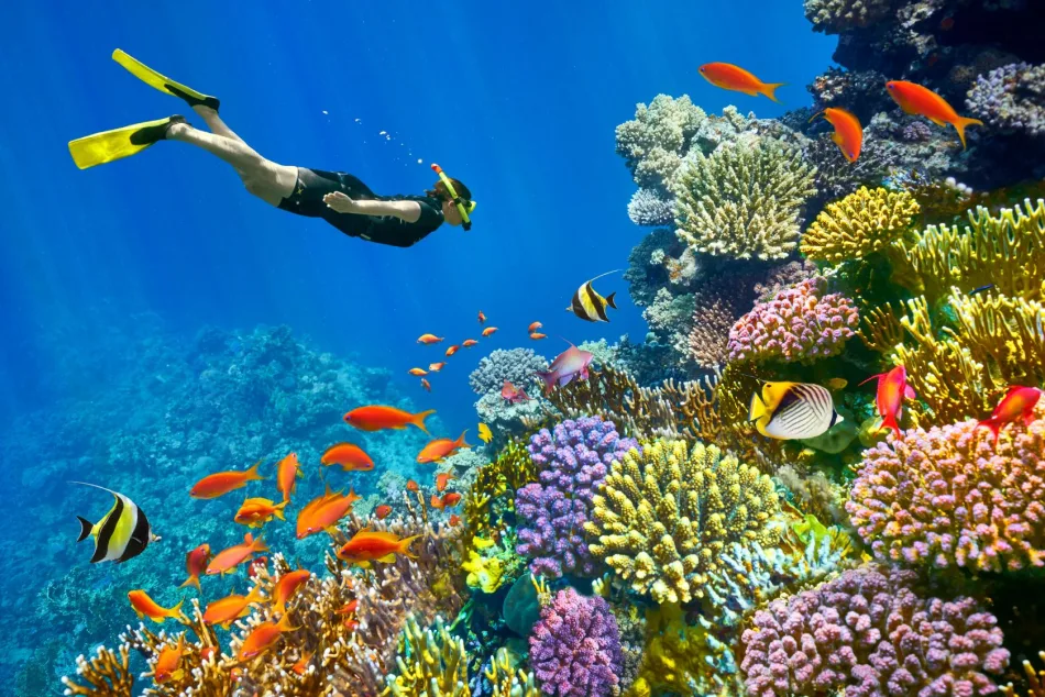 Scuba Diving in Sharm El Sheikh
