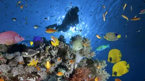 7-Day Red Sea tour package to Cairo and Sharm El-Sheikh