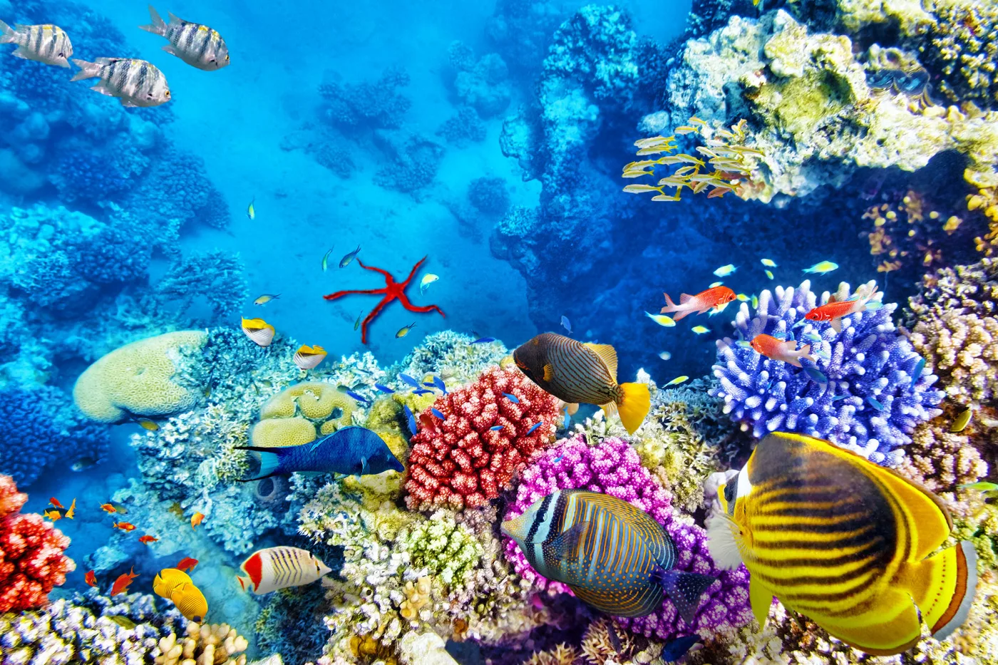 Red Sea Attraction
