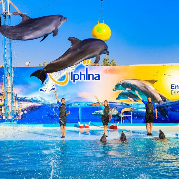 Dolphin show
