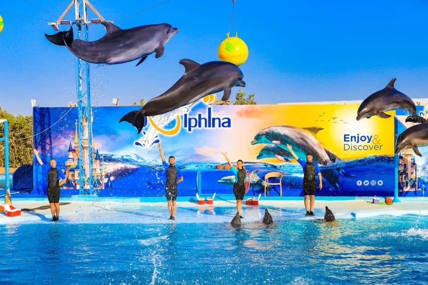 Dolphin show