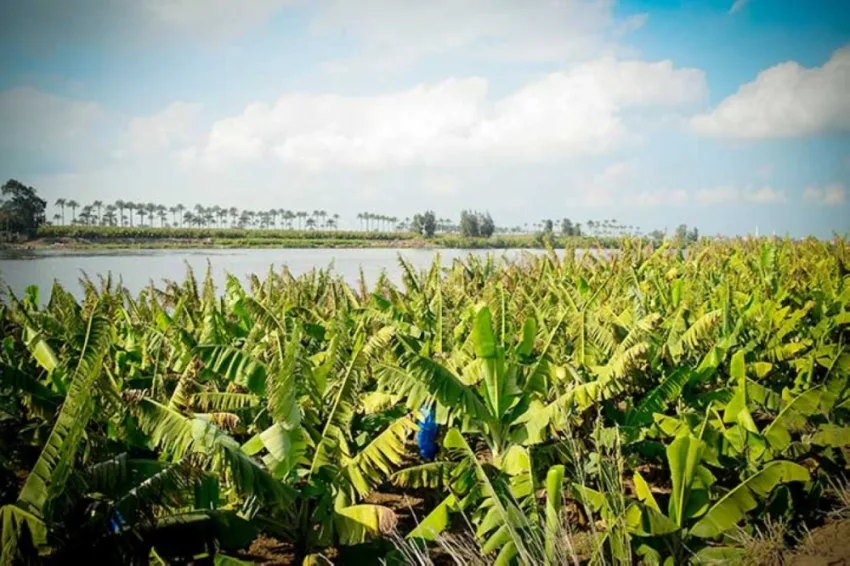 Banana Island in Luxor, Nile island with natural views