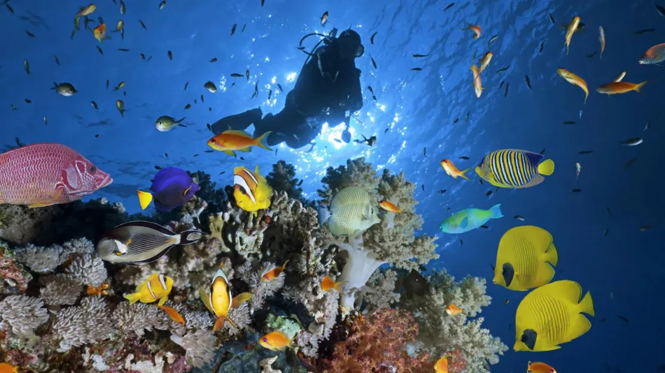 Scuba Diving Sharm El Sheikh