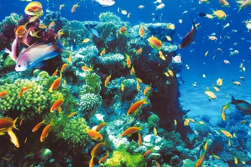 Exciting Dahab Safari with Quad Bikes and Coral Reefs