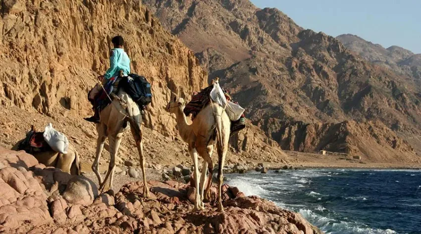 Bedouin camels walking through the Ras Abu Galum desert trail near Dahab